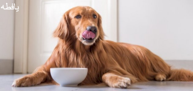 هل تأكل الكلاب سجق فيينا؟ وما هي أهم النصائح للتعامل معه